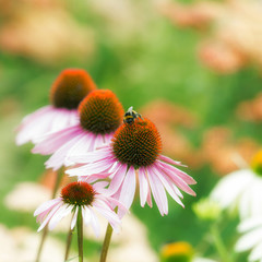 Pink flowers of Echinacea purpurea with bumblebee on a green background