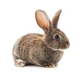 Grey big rabbit.