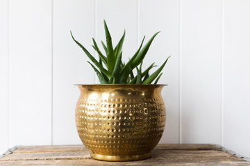 Brass Planter with Green Plant