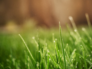 Obraz premium Fresh green grass in a meadow with drops of water beads and warm orange blurred background.