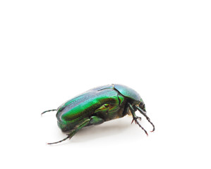 One green firefly.