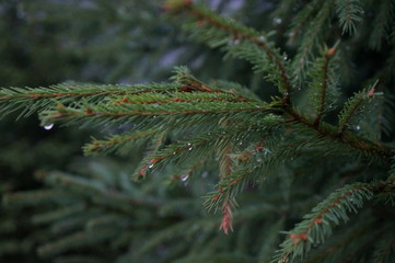 Pine tree with water drops