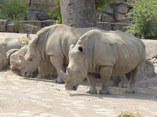 Naklejka premium Zoo