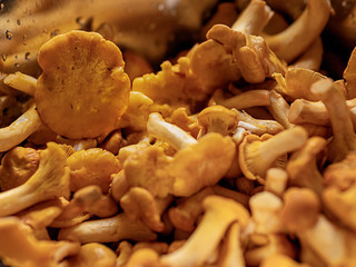 Yellow chanterelle (cantharellus cibarius) Close up, selective focus. Eatable mushrooms.