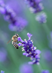 Biene stärkt sich an einer Lavendelblüte