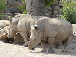 Naklejka premium Zoo