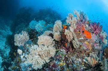 Reef Scenes with Fish (Assorted)