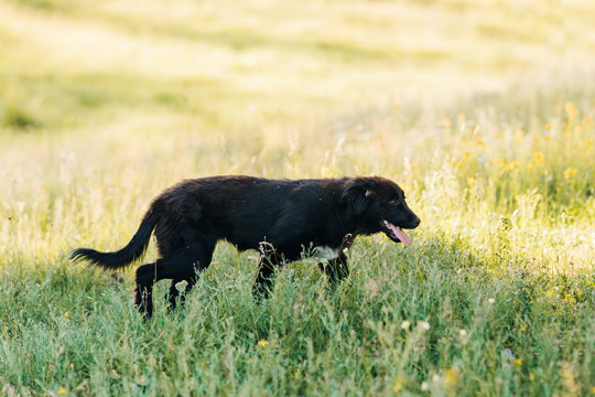 Dog in Pasture