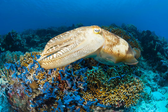 Cuttlefish in the Shallows