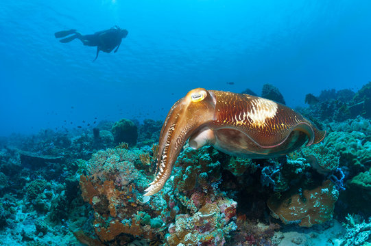Cuttlefish in the Shallows