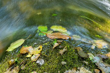 Fototapeta premium Colourful Fallen leaves on top of a rock with moss and running water.