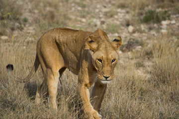 Lioness with one blue eye