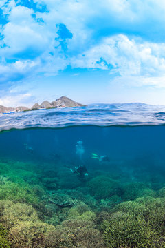 Half Above Half Below - Divers (assorted)