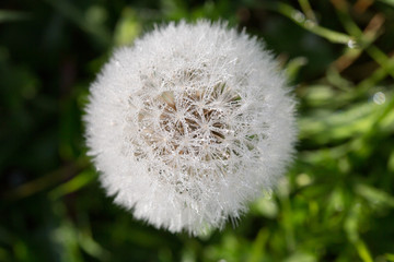 Close up of dandelion flower