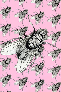fly,graphic,illustration,drawing,contagious,infections, germs, disease, virus, bacteria,shit