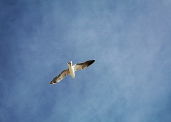 seagull in flight