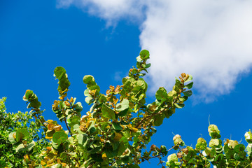 Tropical tree and blue sky