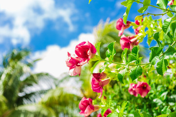 Exotic Pink flowers on blue sky background