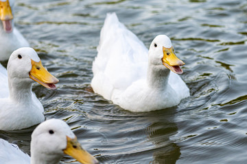 Heavy white duck also known as Aylesbury Duck, Long Island Duck or American Pekin Duck