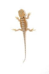baby bearded dragon on a white background