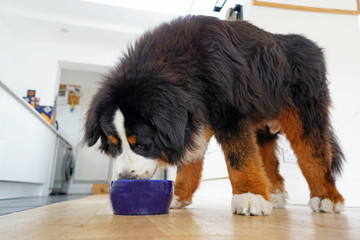 Large fluffy Bernese Mountain Dog with huge paws eating out of blue bowl . In the kitchen, white background