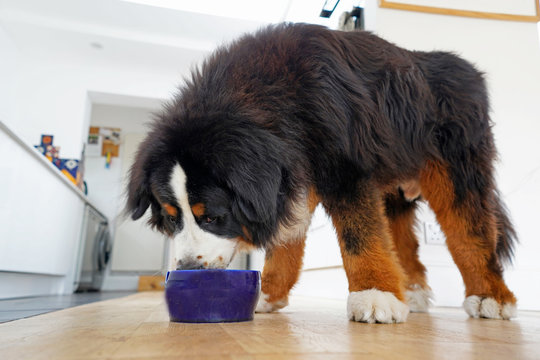 Large Fluffy Bernese Mountain Dog With Huge Paws Eating Out Of Blue Bowl . In The Kitchen, White Background