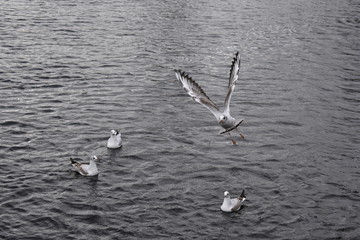 Fototapeta na wymiar Gull in flight with others on a lake.