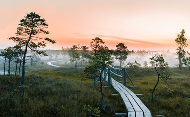 Warmly colored sunrise over a foggy swamp. Aerial view of stunning landscape at peat bog at Kemeri National park in Latvia. Wooden trail leading along the lake surrounded by pounds and forest.  - obrazy, fototapety, plakaty