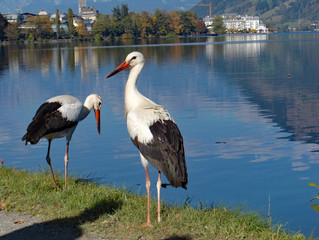Stoerche in Zell am See.