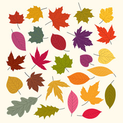 Different autumn leaves vector collection isolated on white background