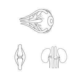 Vector design of anatomy and organ icon. Set of anatomy and medical stock symbol for web.