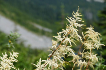 Meadowsweet , Queen of the meadow , family Rosaceae