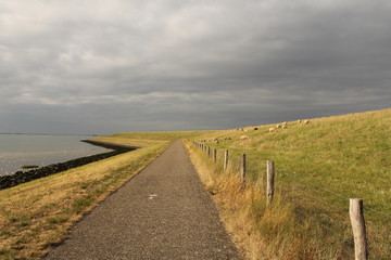 the road along river scheldt and a dike with grazing sheeps and a grey sky in the background in summer in holland
