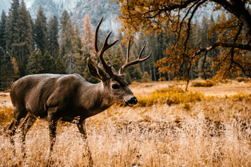 deer in yosemite