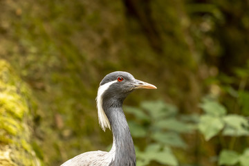 Grue demoiselle au zoo de Doué-la-Fontaine