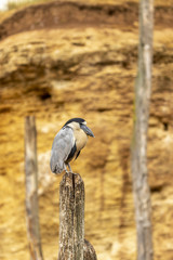 Savacou huppé au zoo de Doué-la-Fontaine