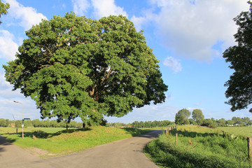 Fototapeta premium a big green lime tree and a blue sky in the background in zeeland, holland in summer