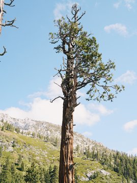 A single tree stands tall in the mountains around Lake Tahoe
