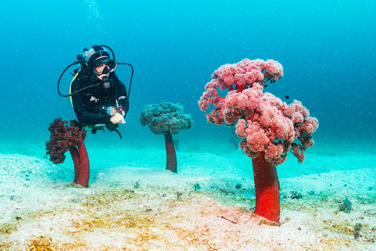 Soft Coral Forest
