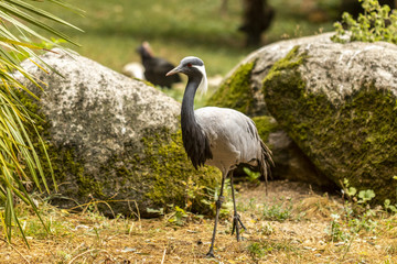 Grue demoiselle au zoo de Doué-la-Fontaine