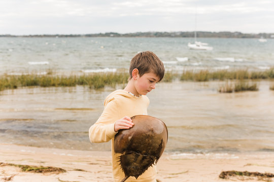 boy holding a horseshoe crab on the beach