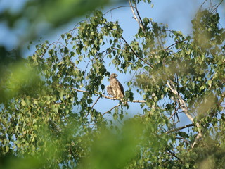 Greifvogel