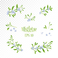 Realistic drawing of mistletoe sprig with berries and leaves. Traditional winter holiday decorative design element. Mistletoe.  Eps10