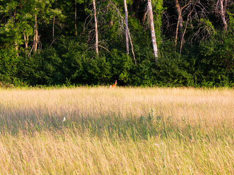 deer far away in the woods behind meadow