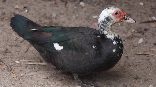 Duck looking at the camera, close up. Close up scene a duck. He remain quiet and then look at the camera