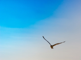 Fototapeta na wymiar seagull flies in the blue sky