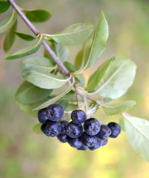 Fruits of an aroniya (mountain ash) black-fruited (Aronia melanocarpa (Michx.) Elliott) close up