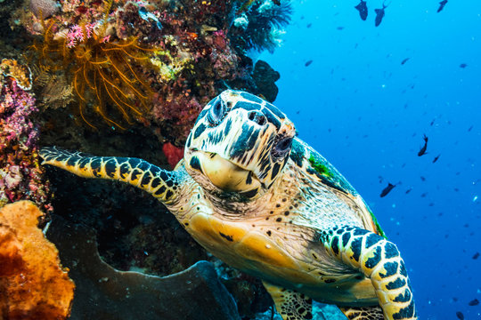 Hawskbill Sea Turtle On the Reef