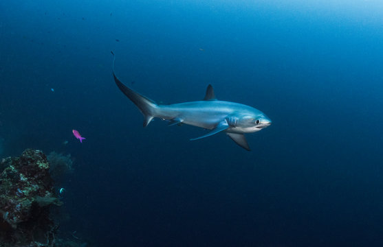Thresher Shark on the Reef