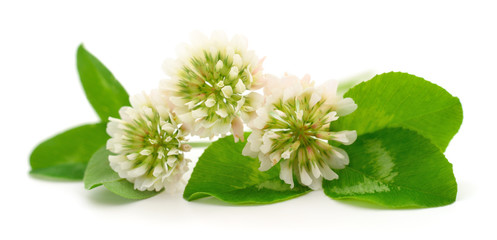 White clover flowers.